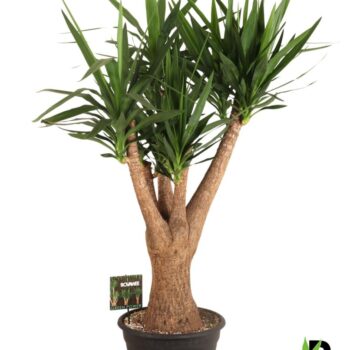 Yucca elephantipes