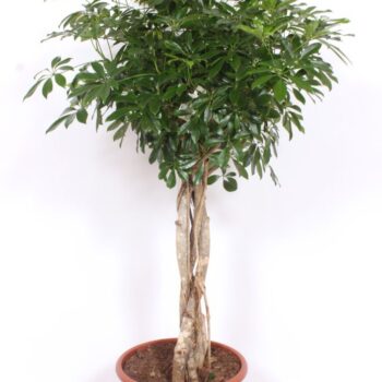 Schefflera arboricola 'Compacta'