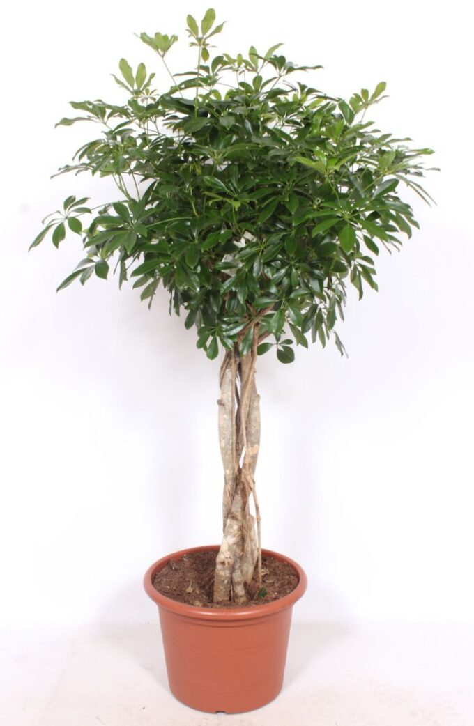 Schefflera arboricola 'Compacta'