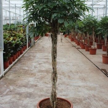 Schefflera arboricola 'Compacta'