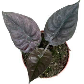 Alocasia Black Magic
