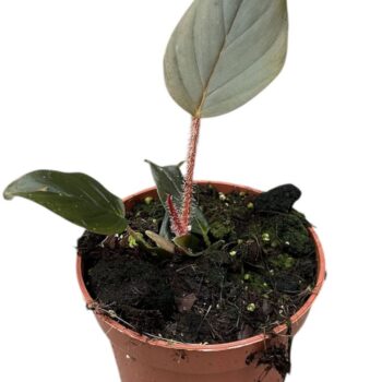 Philodendron Serpens
