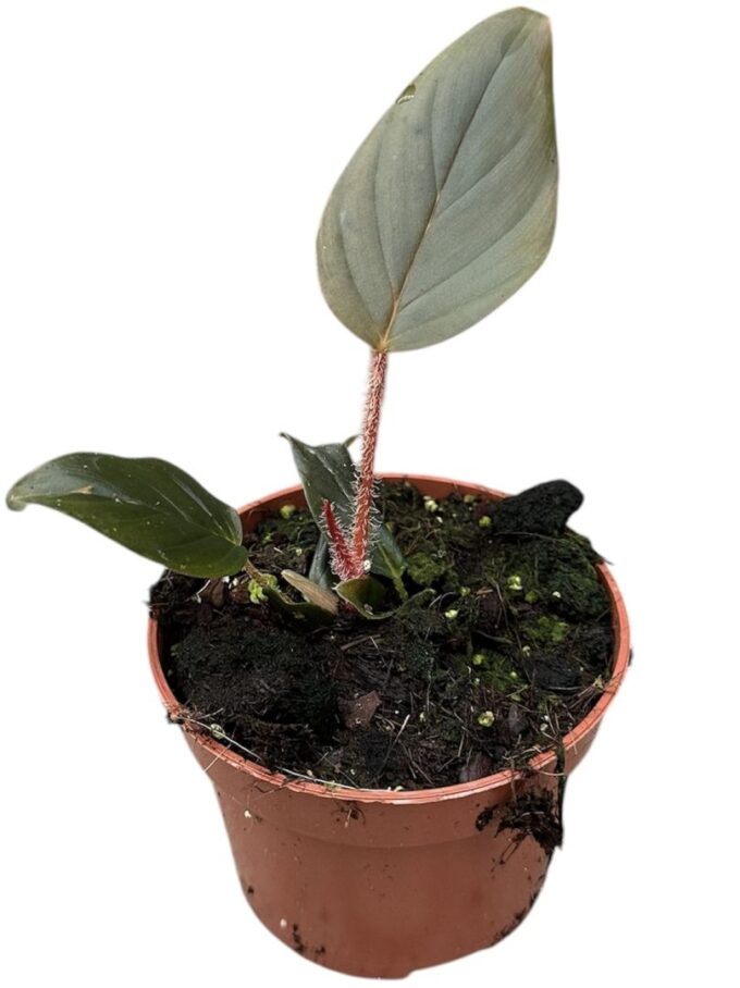 Philodendron Serpens