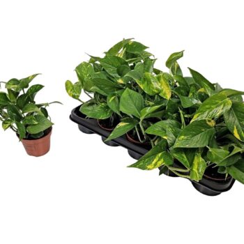 Epipremnum Aureum