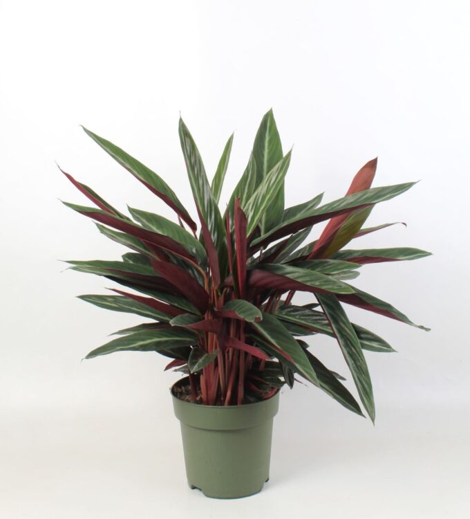 Stromanthe sanguinea