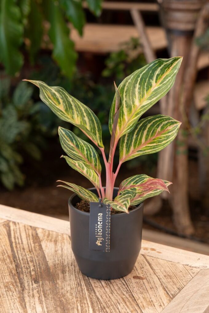 Aglaonema Dreamcatcher