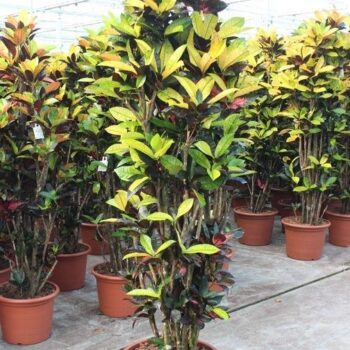 Codiaeum Iceton (Croton Iceton)