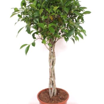 Ficus Nitida