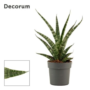 Sansevieria Tiger crown 12 cm (Decorum)