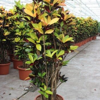 Codiaeum Iceton (Croton Iceton)