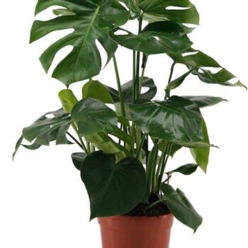 Monstera Delisoca