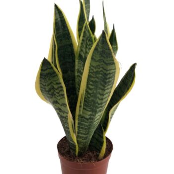 Sansevieria Superba