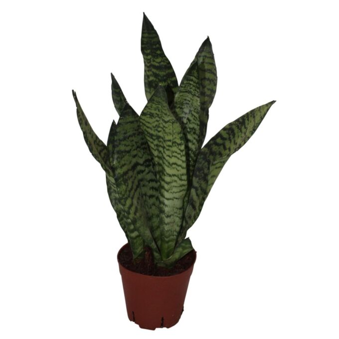 Sansevieria Zeylanica