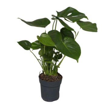 Monstera Deliciosa Bush