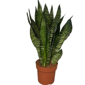 sansevieria zeylanica