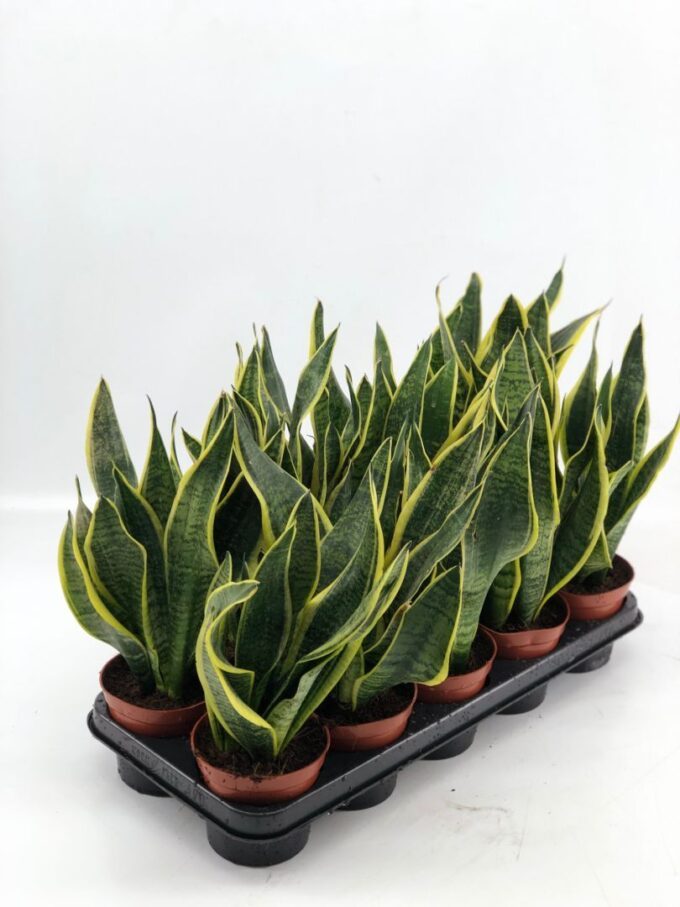 Sansevieria Superba 2pp