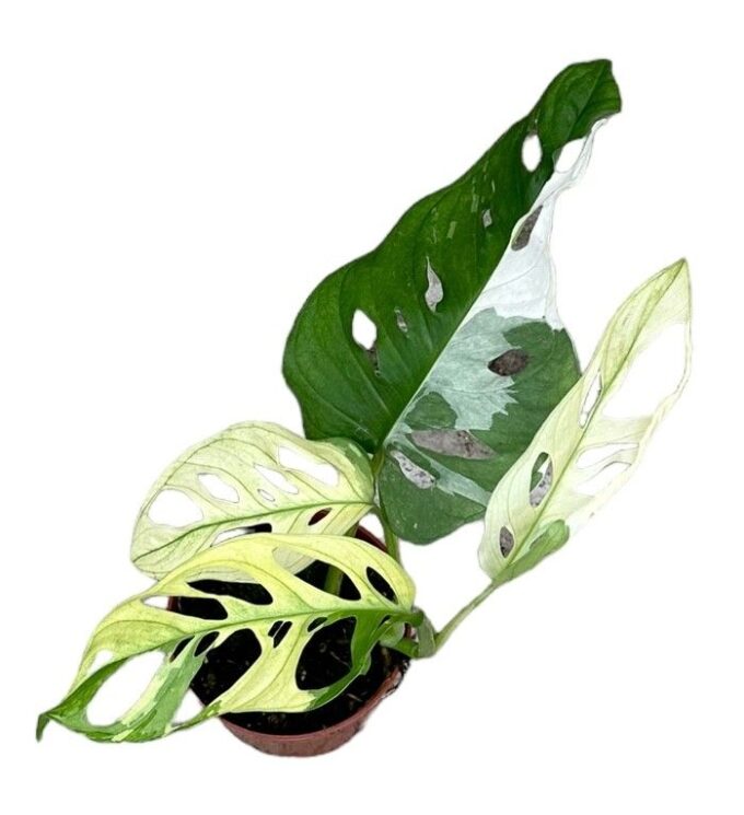 Monstera Adansonii var