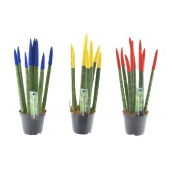 Sansevieria VELVET TOUCHZ® Romania