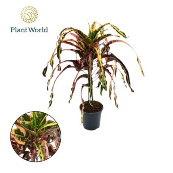 Codiaeum Dreadlock