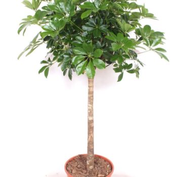 Schefflera arboricola 'Compacta'