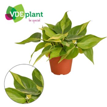 Philodendron Scandens Brasil