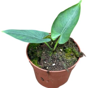 Alocasia Scabriuscula