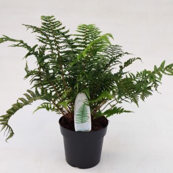Dryopteris affinis