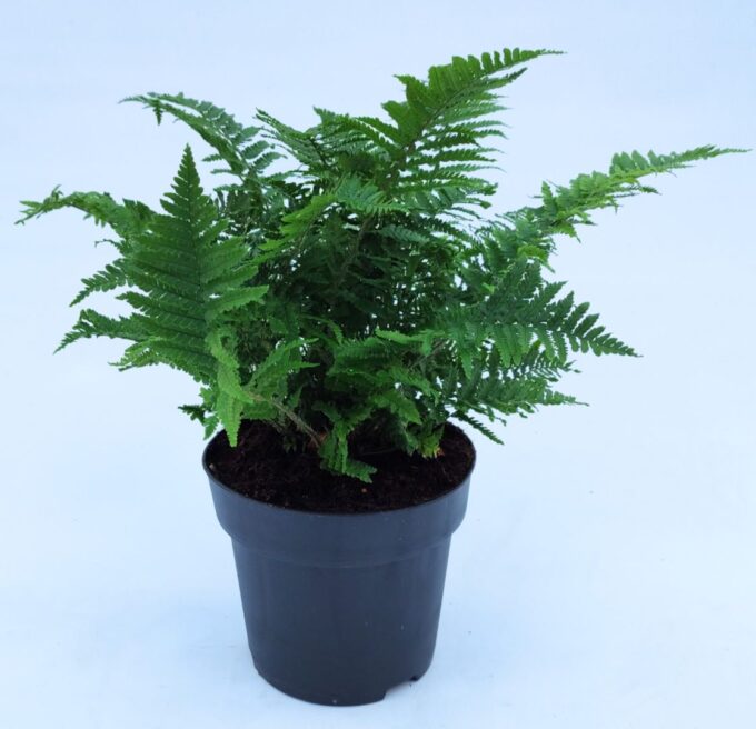 Dryopteris affinis 'Crispa'