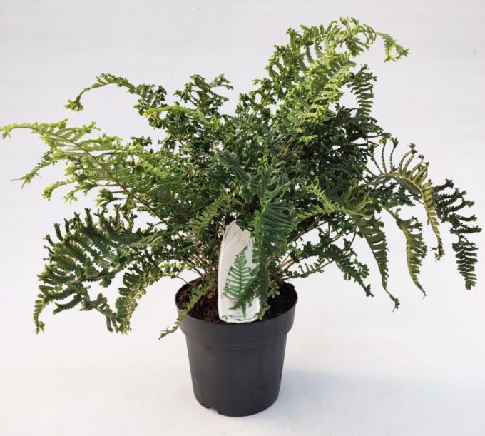 Dryopteris affinis 'Cristata the King'
