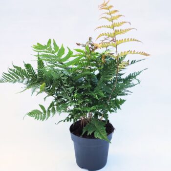 Dryopteris erythrosora 'Brilliance'