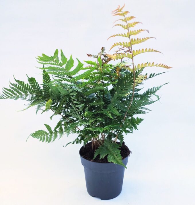 Dryopteris erythrosora 'Brilliance'