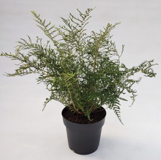 Dryopteris filix-mas 'Lin. Polydactyla'