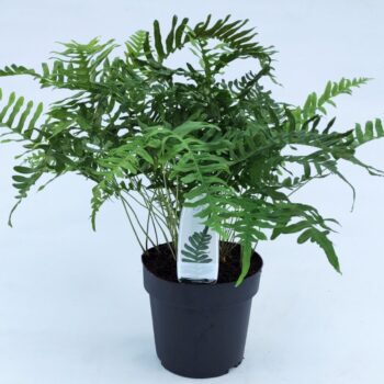 Polypodium vulgare