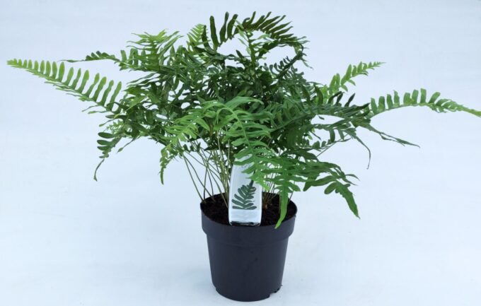 Polypodium vulgare