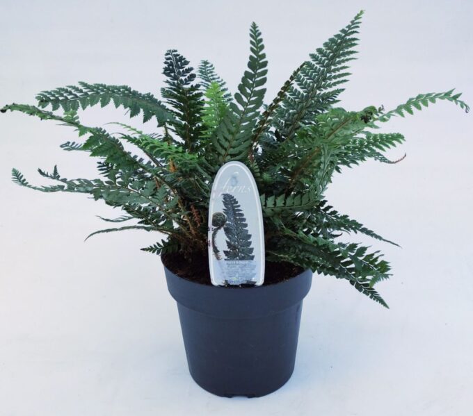 Polystichum Neolobatum