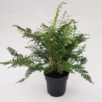 Polystichum setiferum