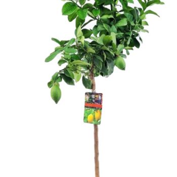 Citrus lemon