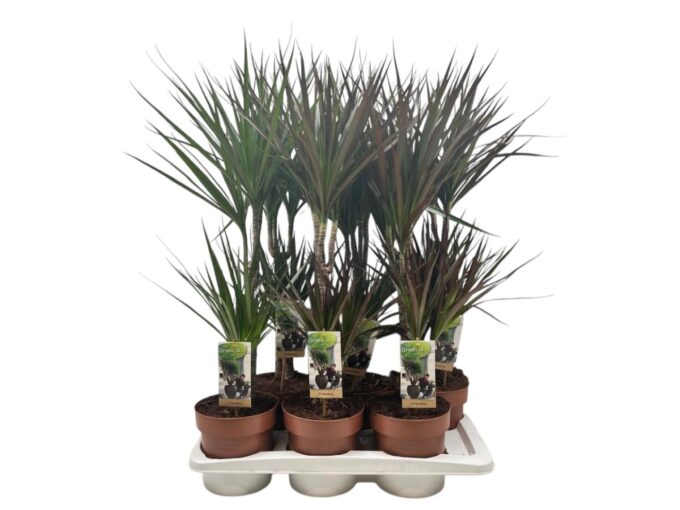 Dracaena 30-15 mixtray (2-soort)