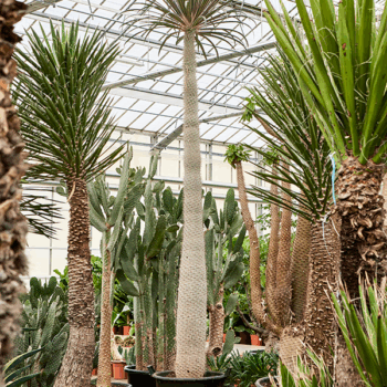 Pachypodium geayi Stem