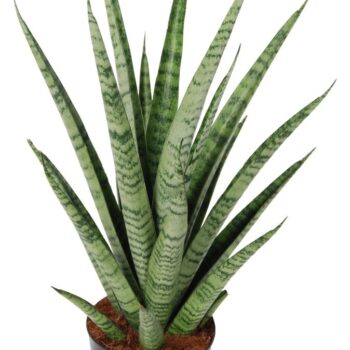 Sansevieria 'trifciata' Pineapple