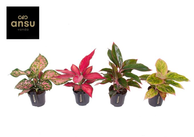 Aglaonema Colour Mix