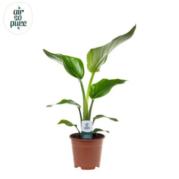 Strelitzia Nicolai