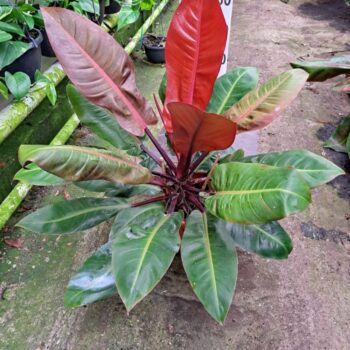 Philodendron 'Prince of Orange'