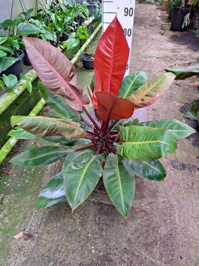 Philodendron 'Prince of Orange'