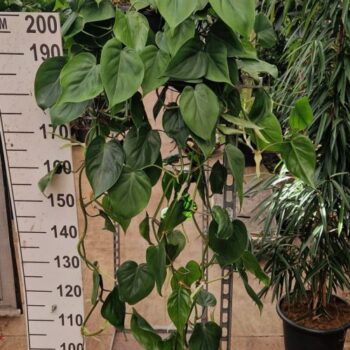 Philodendron Scandens hangplant