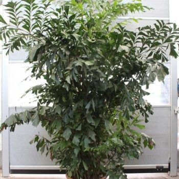 Caryota mitis