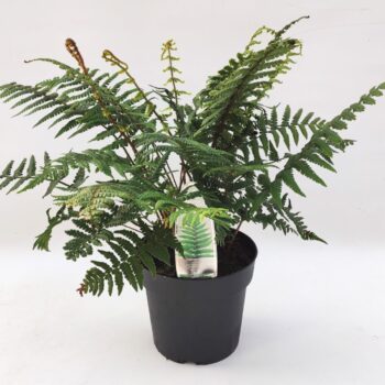 Dryopteris wallichiana