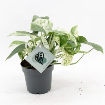 Epipremnum Marble Variegata