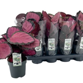 Calathea Rosepicta Misty Red