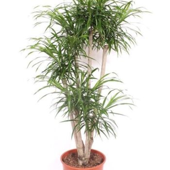 Dracaena Anita